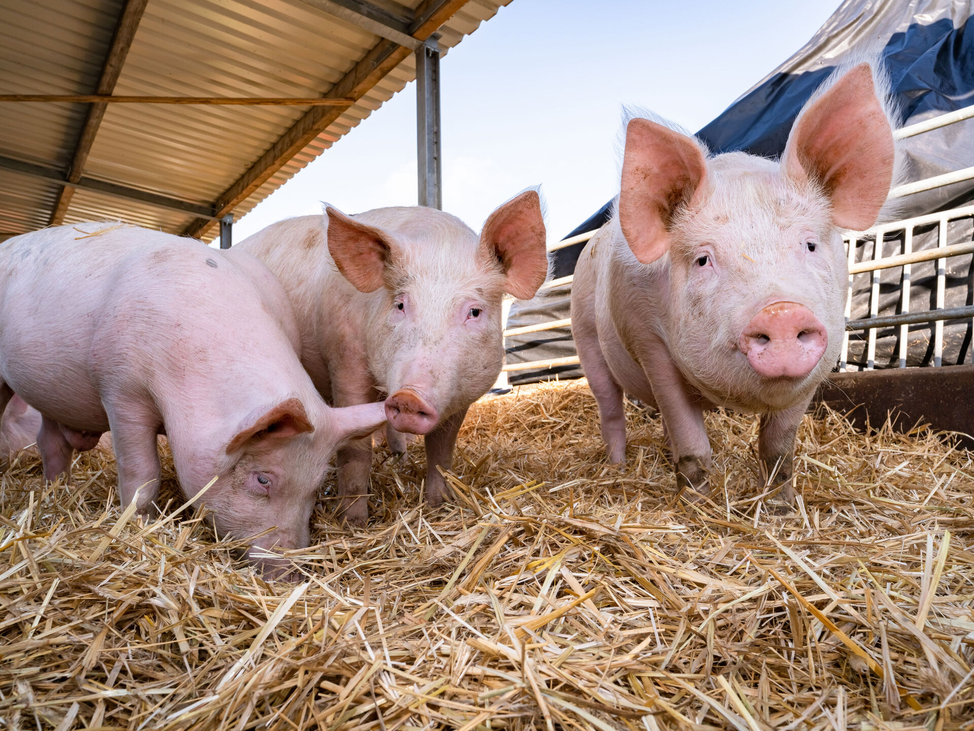 Nachhaltige Schweineproduktion