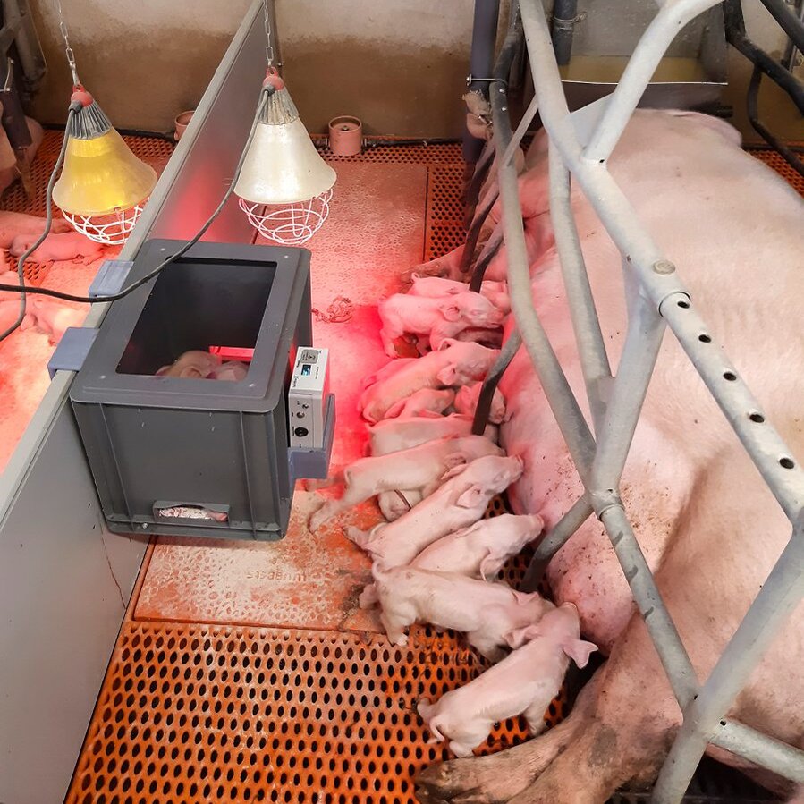 Separationsverfahren Ferkel in Trennbox 