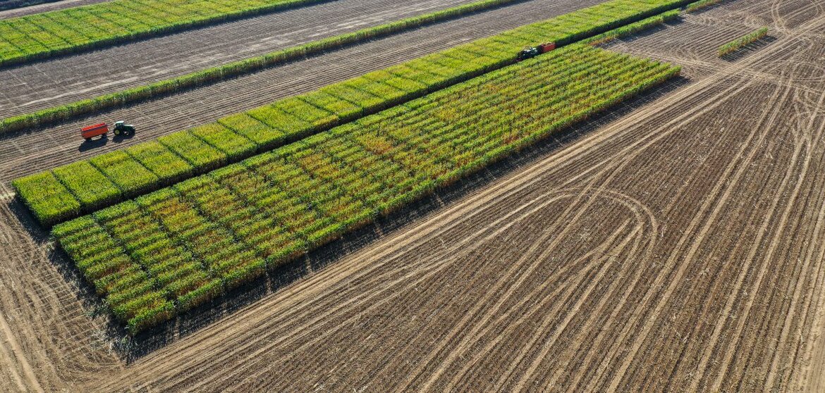 Zuchtgarten Mais, Pflanzenzüchtung