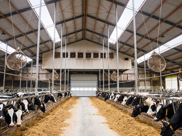 bilck auf den Futtertisch eines Milchviehstalls