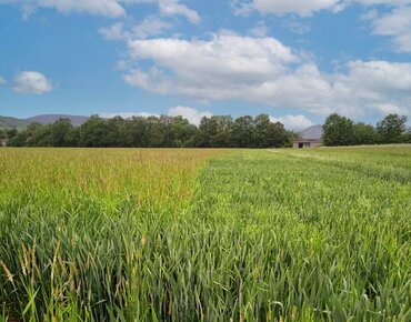 Ein Weizenfeld mit Ungräsern wie Ackerfuchsschwanz