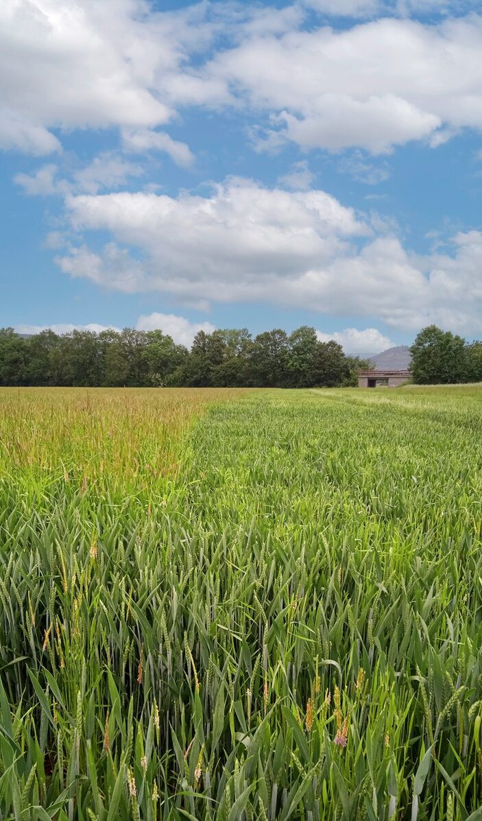 Ein Weizenfeld mit Ungräsern wie Ackerfuchsschwanz