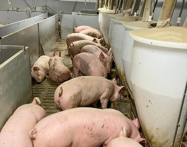 Mastschweine im Stall
