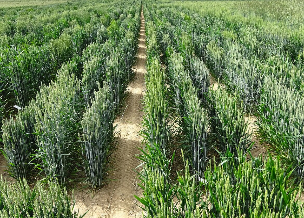 Versuchsfelder mit Weizen