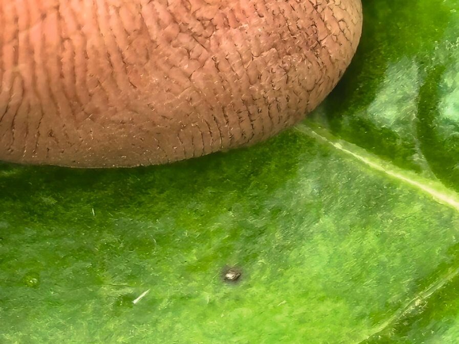 Cercospora