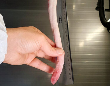 Ein Schweinschwanz wird bei der Schlachtung gemessen