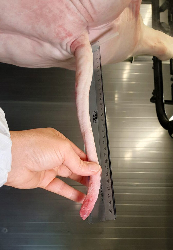 Ein Schweinschwanz wird bei der Schlachtung gemessen