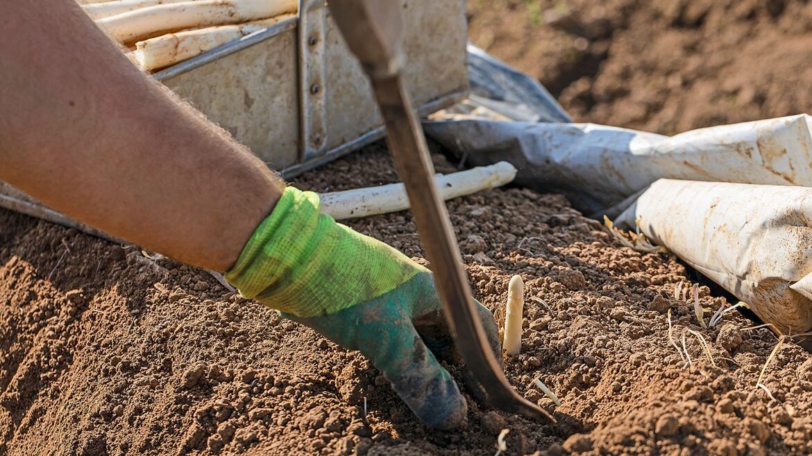 Spargel stechen