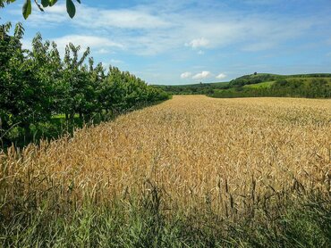 Agroforstsystem