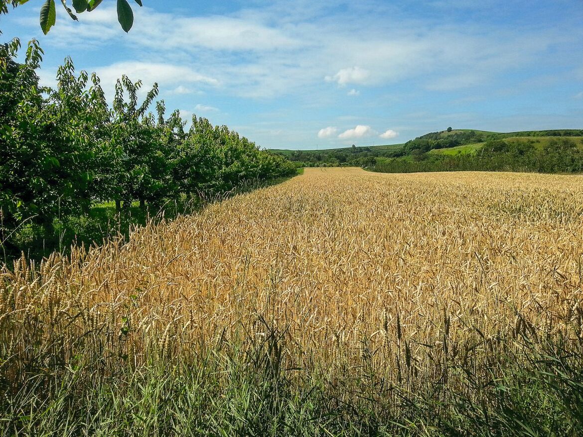 Agroforstsystem