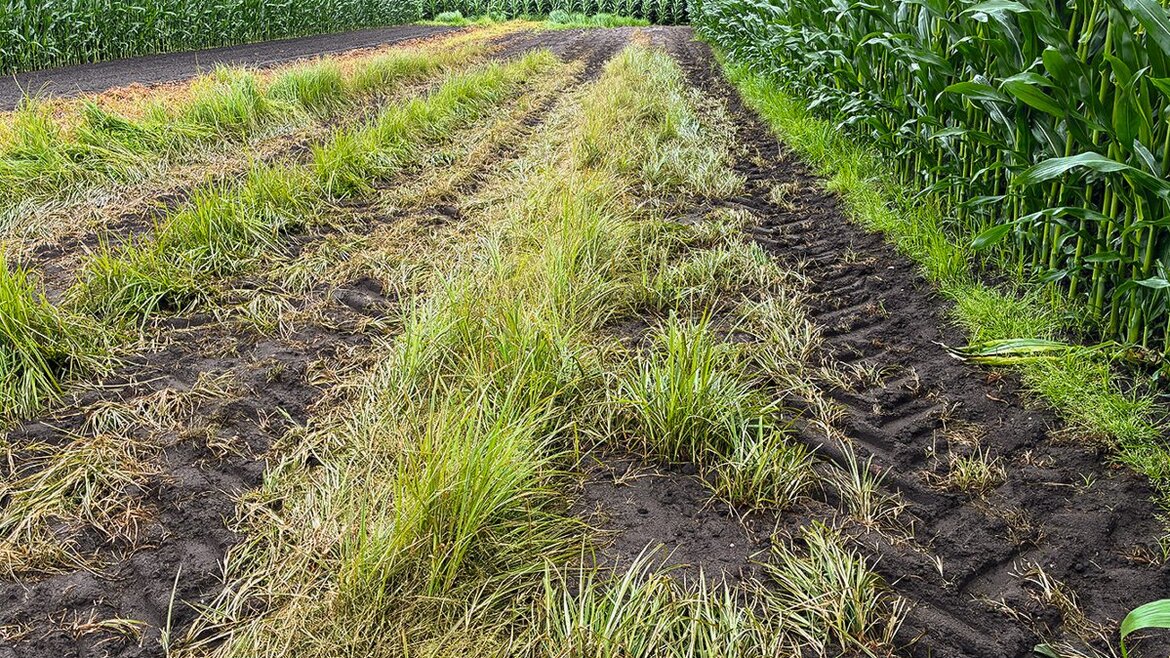Nach zwei Mal zwei Überfahrten mit Strom gibt es nur noch einen geringen Besatz Erdmandelgras (vollständige Wirkung auf den vorhandenen Aufwuchs).