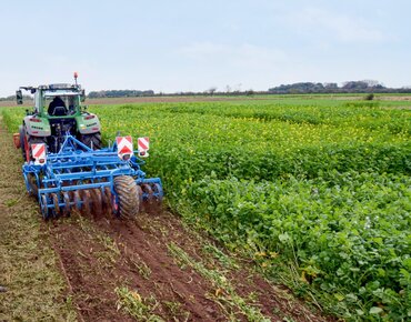 Einarbeitung von Zwischenfrüchten mit einer Lemken Rubin 12 Scheibenegge.