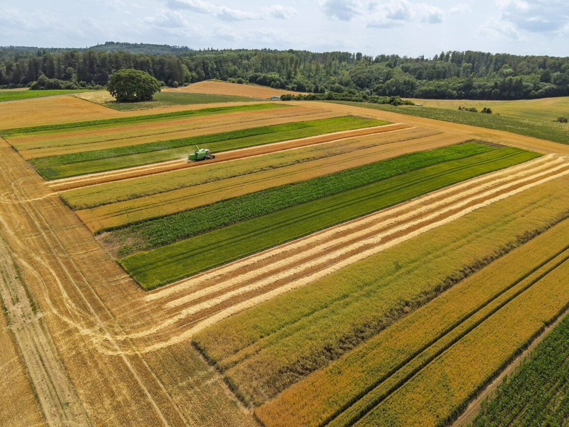 Felder mit Streifenanbau, Luftbild