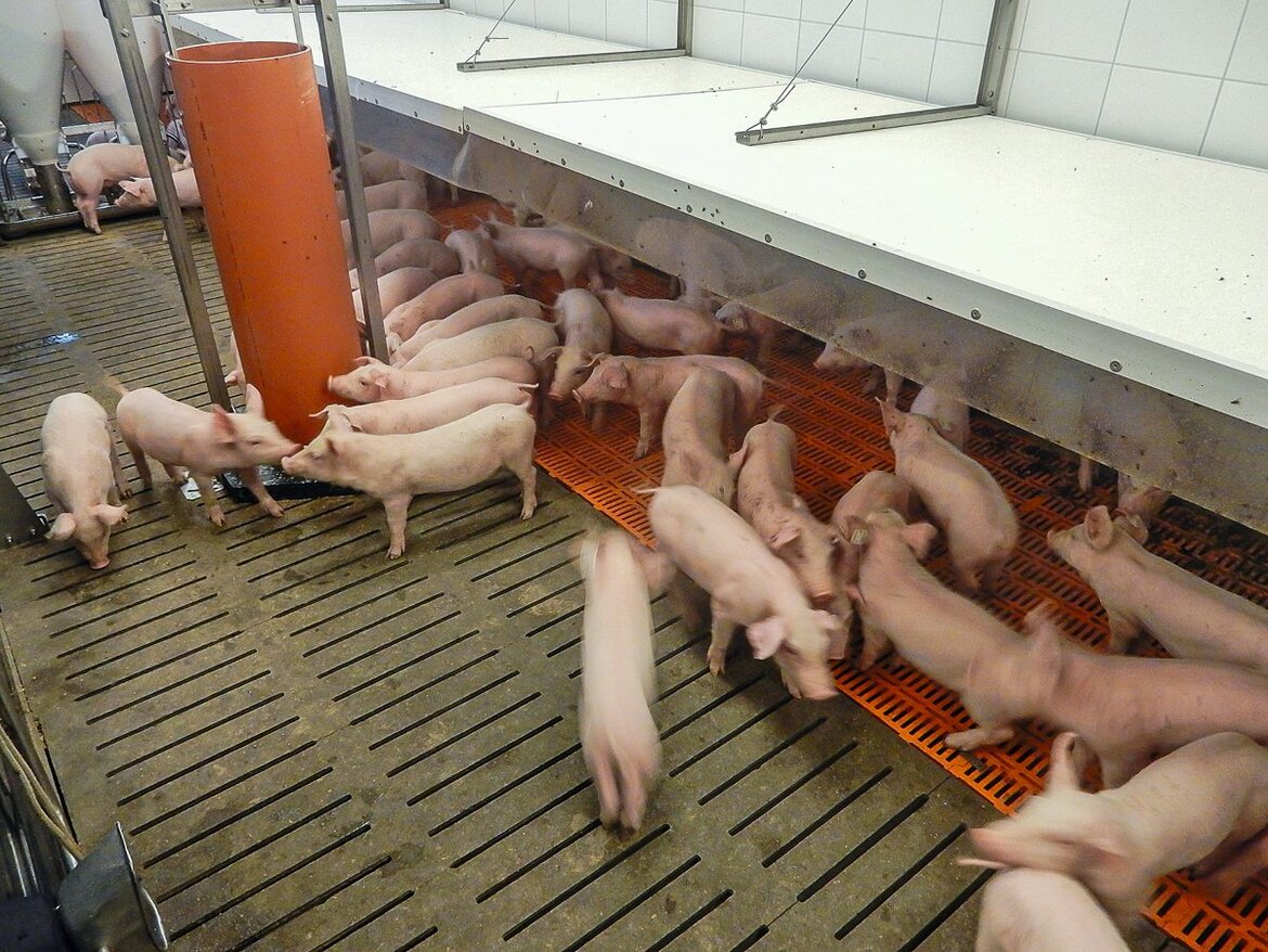 Ferkel im Aufzuchtstall