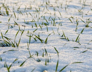 Getreidepflanzen unter einer Schneedecke