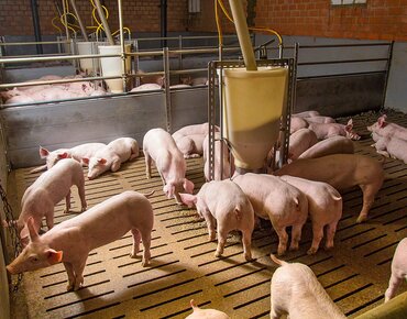 Mastschweine im Abteil