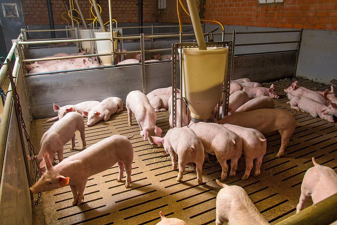 Mastschweine im Abteil