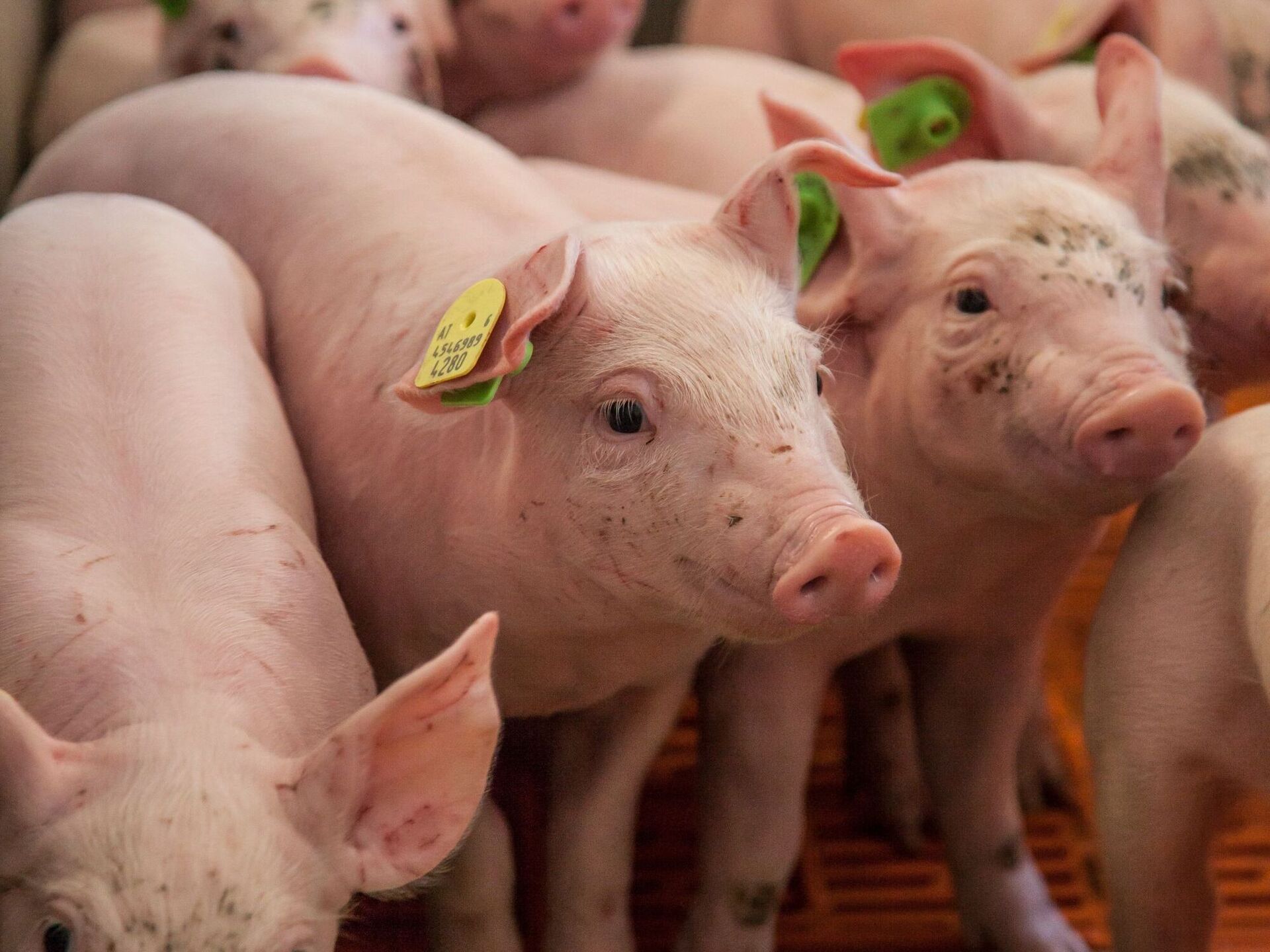 Schweine: EM soll es richten