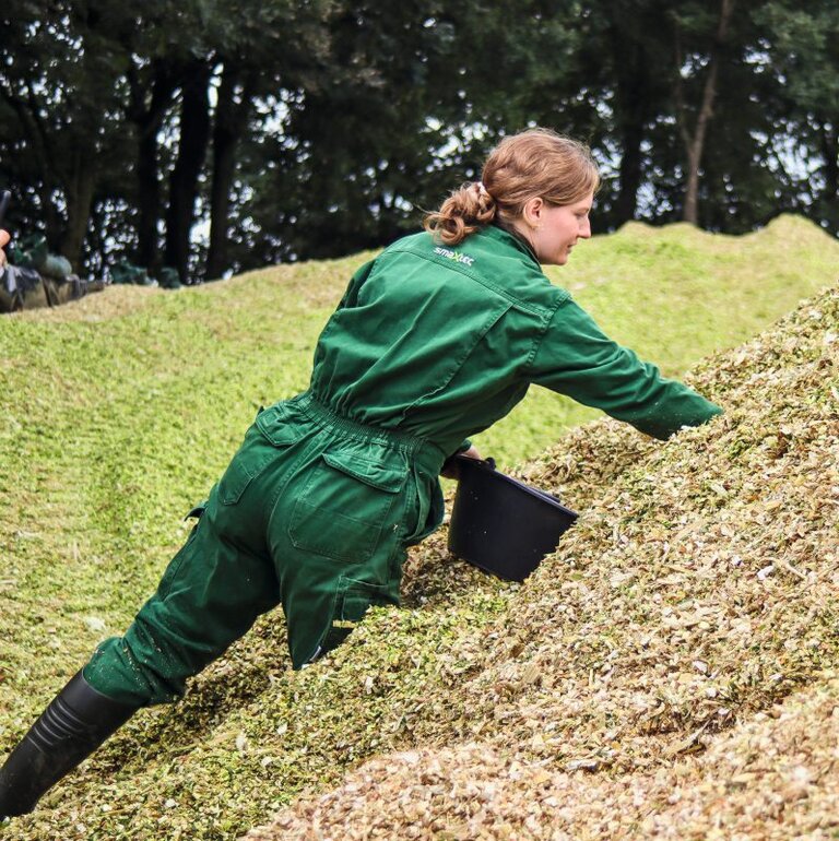 Probennahme von Maissilage aus dem frischen Silohaufen