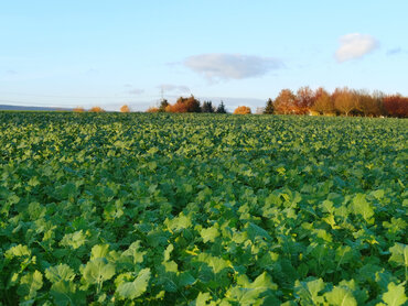 Rapsfeld im Herbst