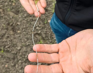 Eine Person hält einen Keimling des Erdmandelgras in den Händen