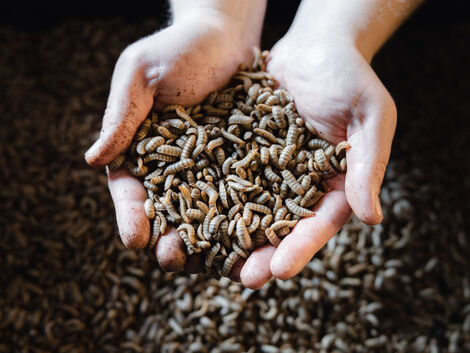 Proteinersatz. Futtermittel aus Insektenlarven