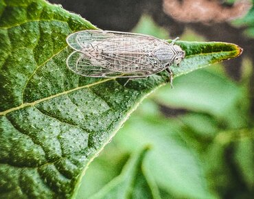 Schilfglasflügelzikde