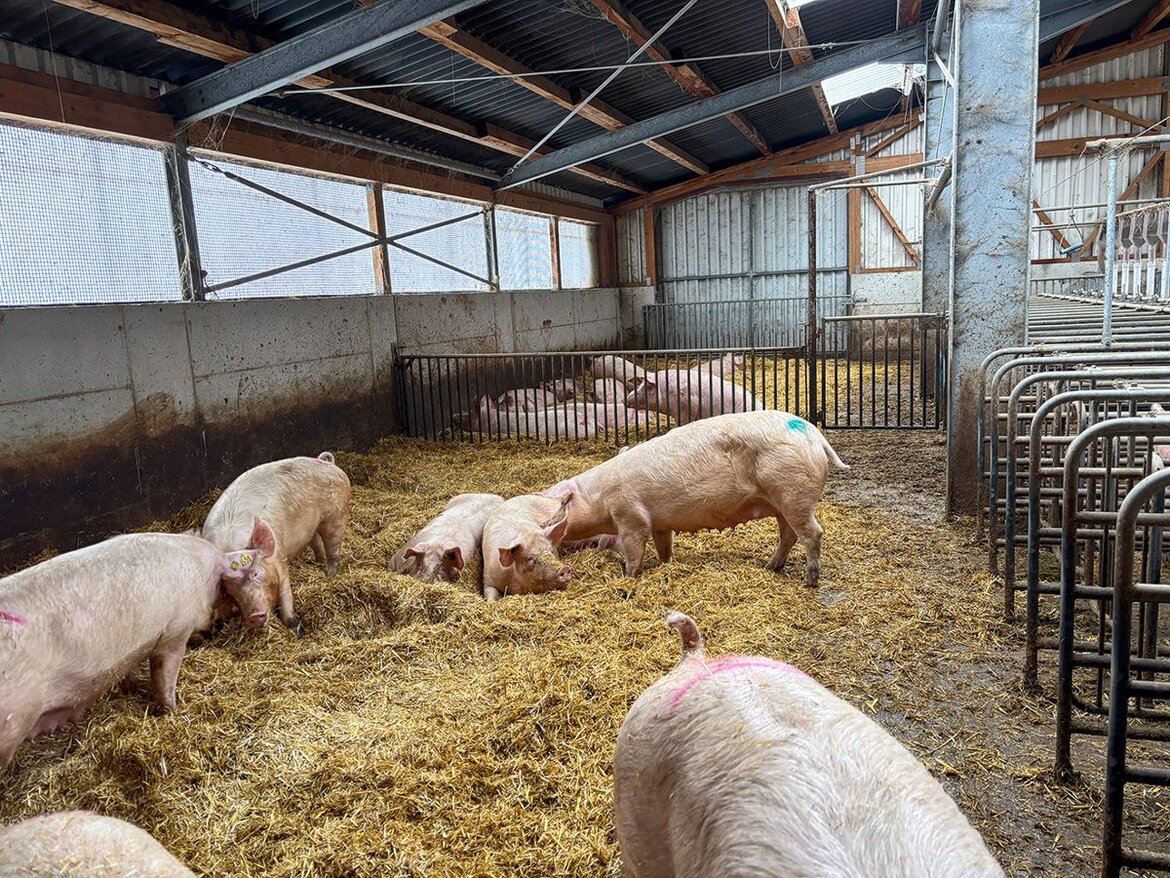 Sauen im Deckzentrum mit Stroheinstreu