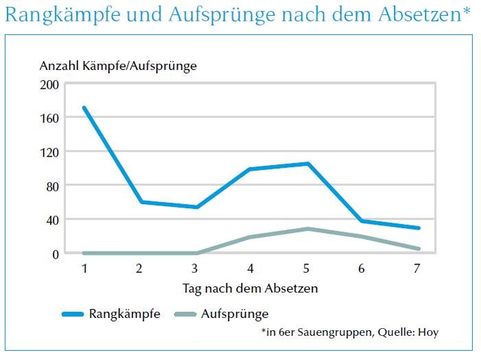 Grafik Rangkämpfe und Aufsprungversuche