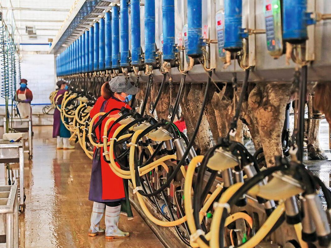 China. Die Importlücke bei Milch bleibt