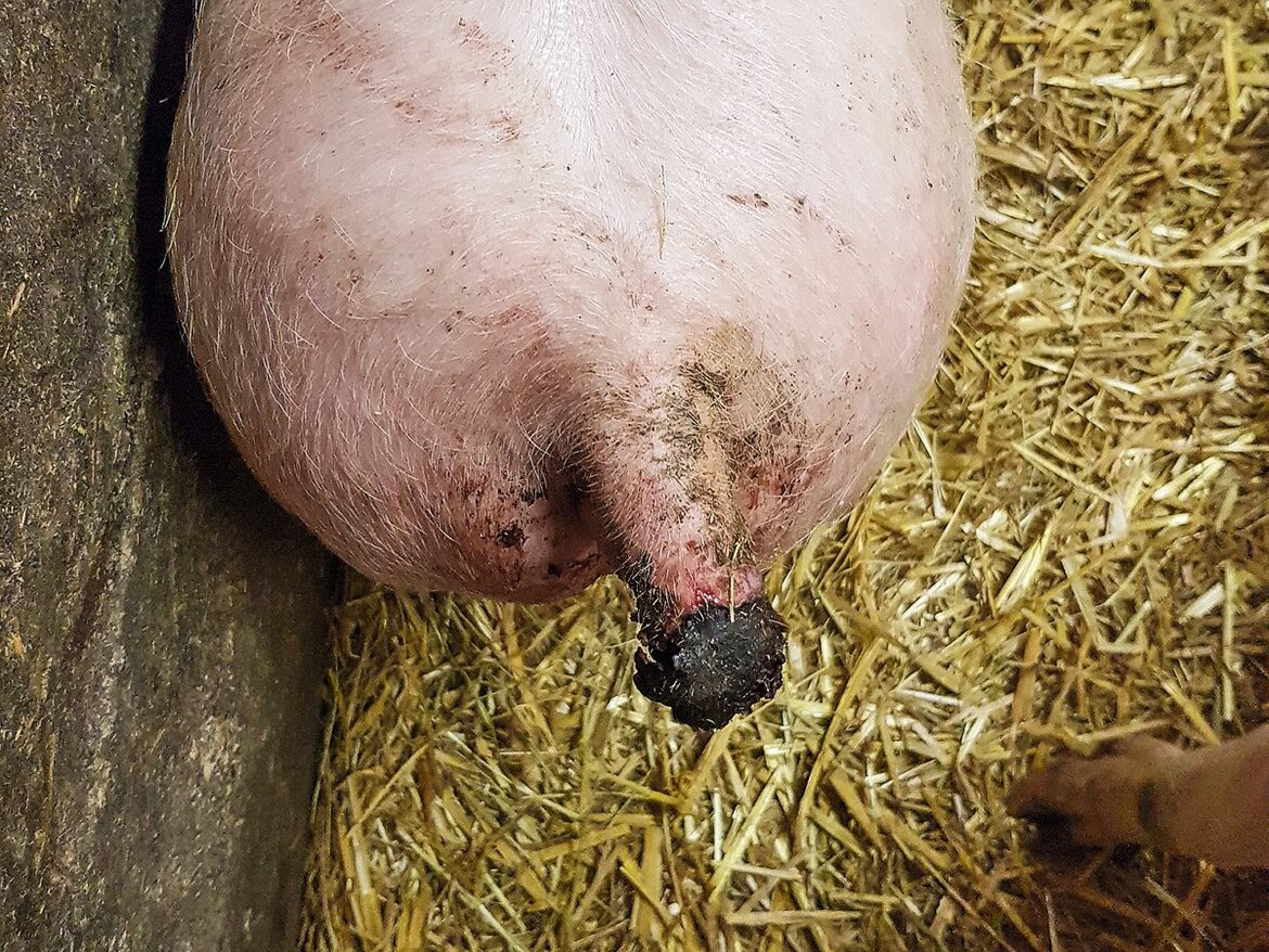 Ein stark verbissener und entzündeter Schweineschwanz