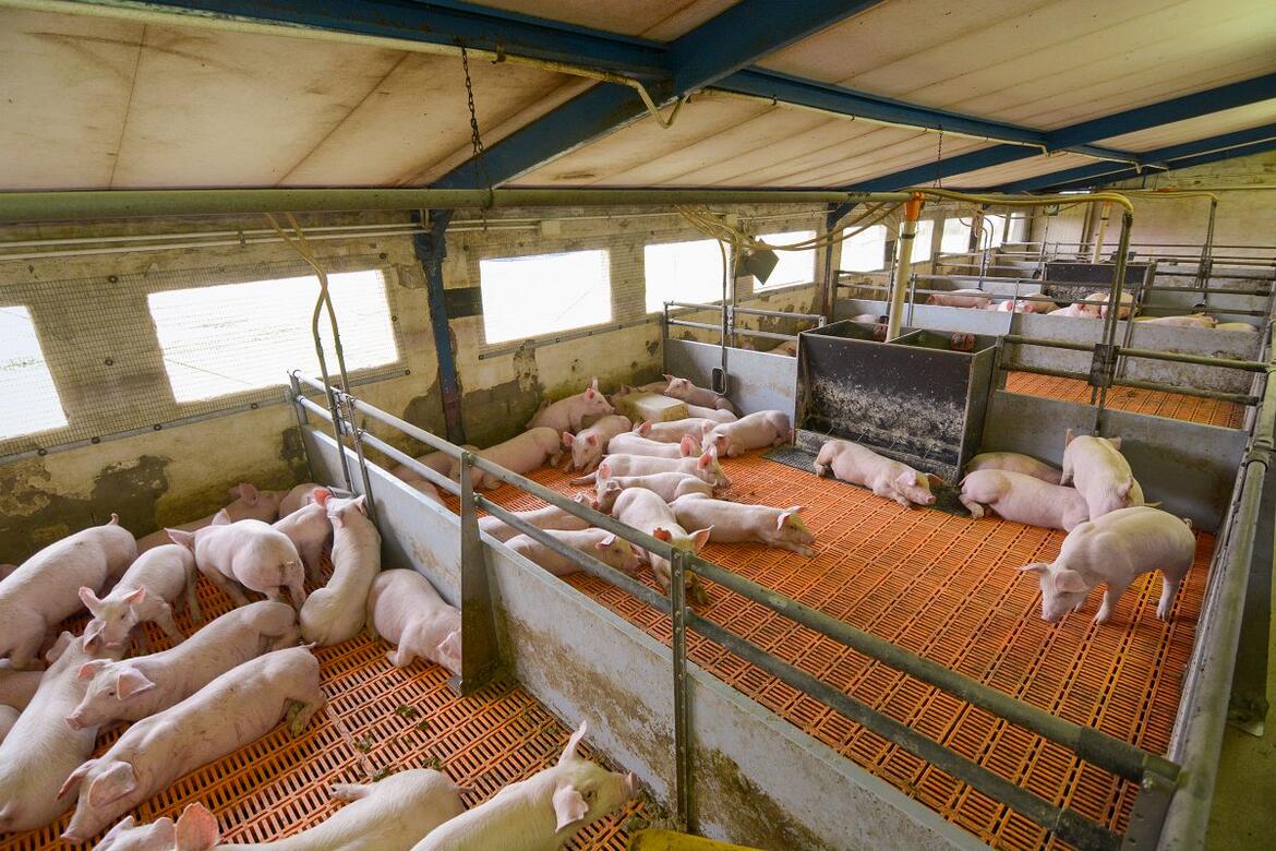 Schweine in der Bucht