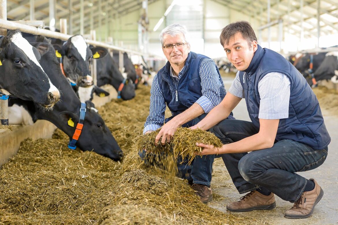 Landwirte im Stall am Futtertisch