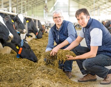 Landwirte im Stall am Futtertisch