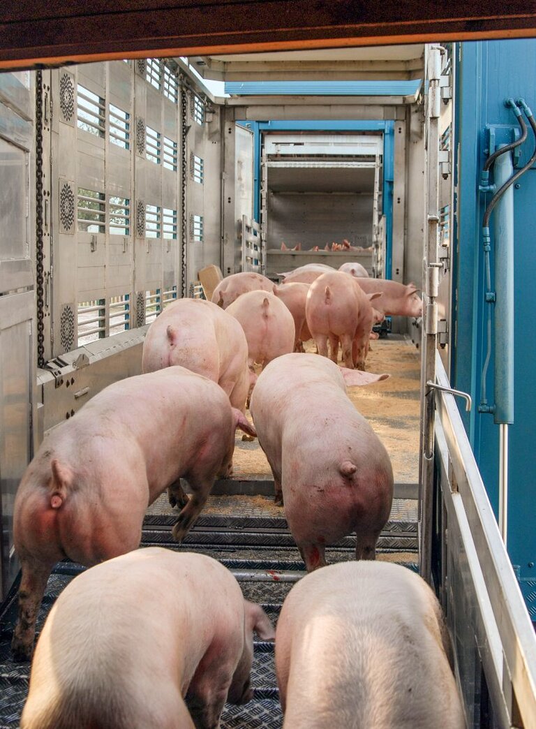 Schweine werden auf einen Transporter verladen