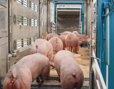 Schweine werden auf einen Transporter verladen