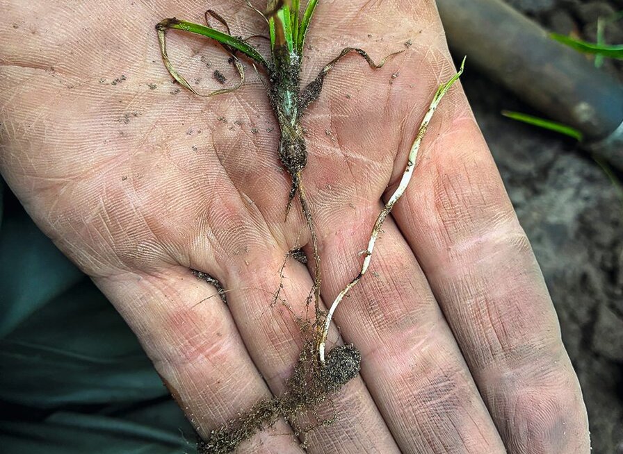 Erdmandelgras nach Behandlung mit Permit