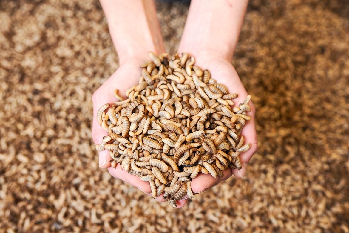 Larven der Schwarzen Soldatenfliege
