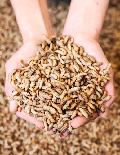 Insektenlarven als Proteinquelle