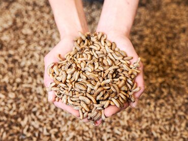 Insektenlarven als Proteinquelle