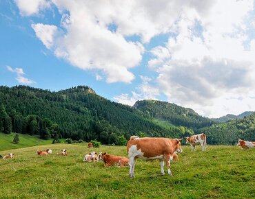 Kühe auf einer Bergweide