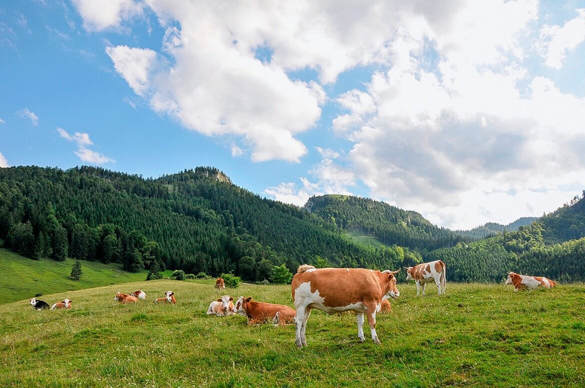 Kühe auf einer Bergweide