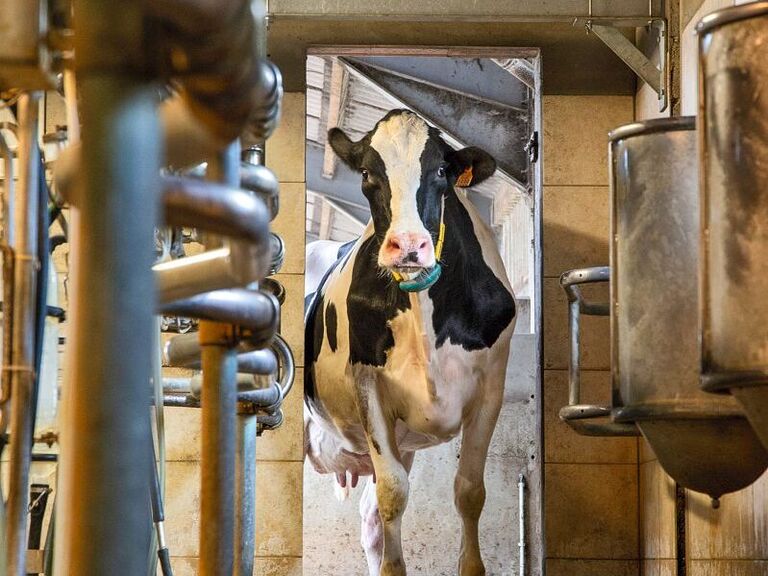 Weltmilchmarkt. Käse geht immer