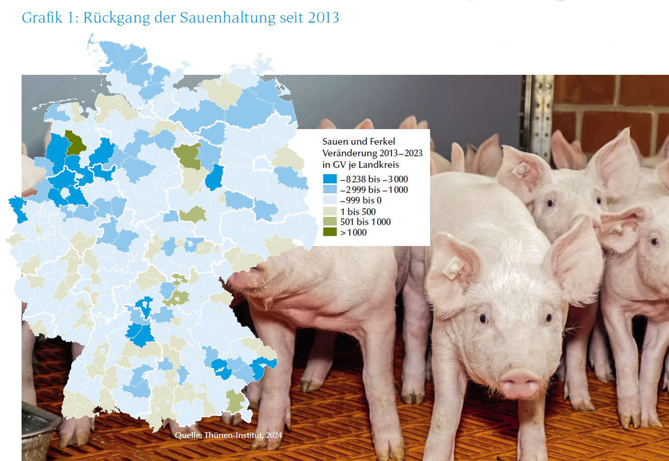 Grafik Rückgang der Sauenhaltung