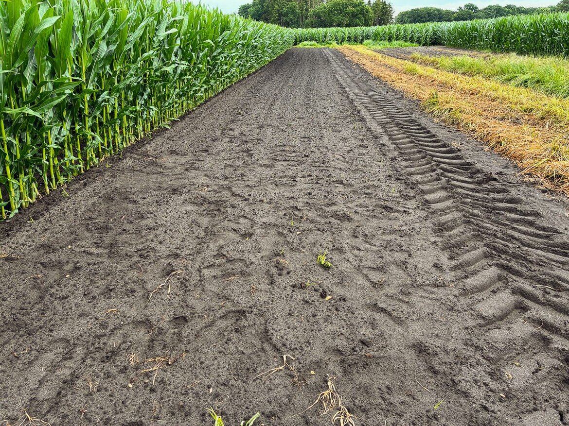 So sah im Versuch die Schwarzbrache am 7. Juli nach drei Durchfahrten aus