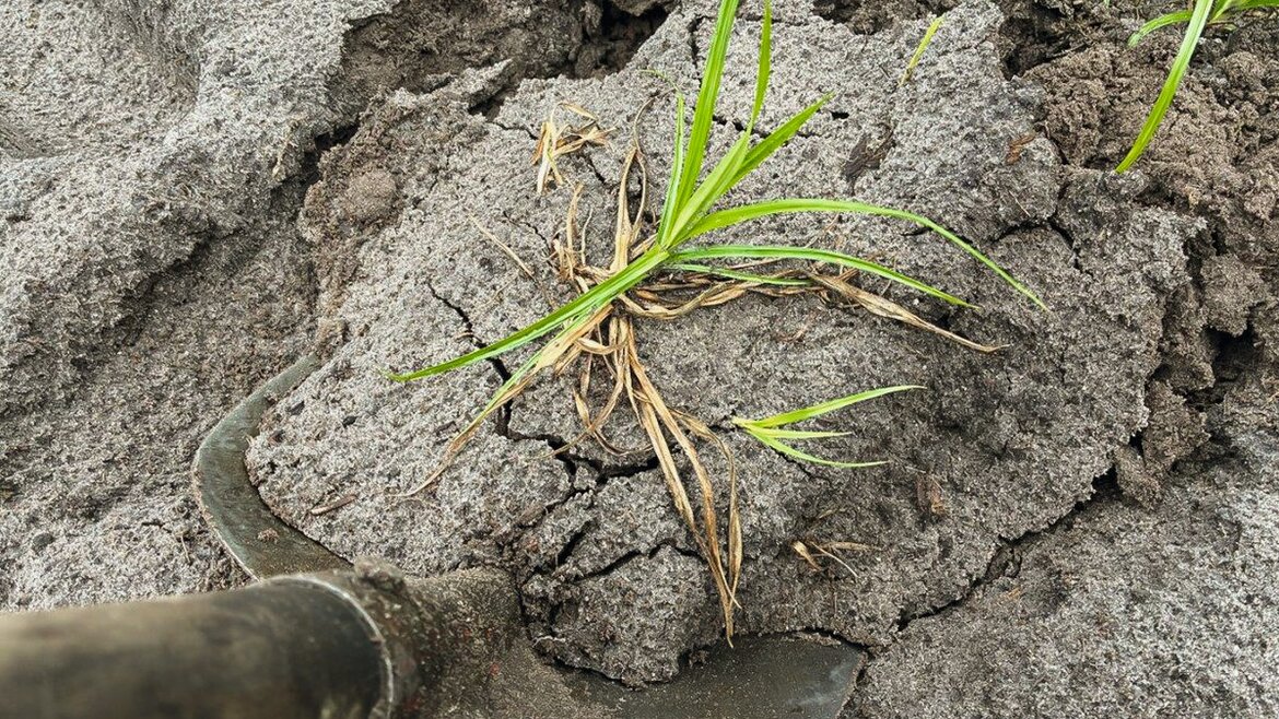 Behandlung mit Strom hat zur Bekämpfung von Erdmandelgras nicht gereicht
