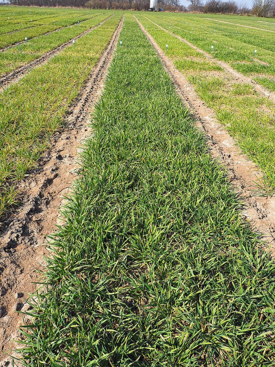 Anbau resistenter Weizensorten gegen Gelbmosaikvirus
