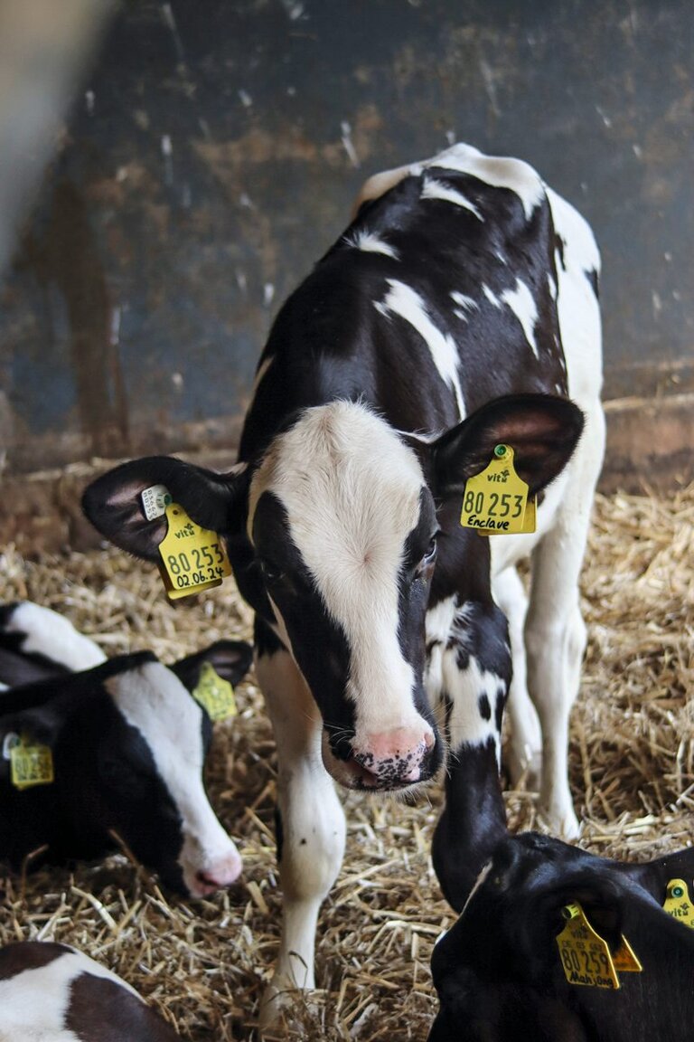 Kälber im Stall
