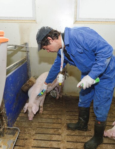 Ein Landwirt oder Tierarzt impft ein Schwein in einer Bucht