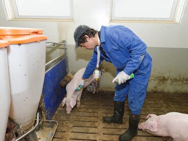 Ein Landwirt oder Tierarzt impft ein Schwein in einer Bucht
